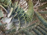 Un drle de croisement entre un sapin et un cactus.
Vanuit de verte lijkt het op een denneboom, maar van dichtbij...