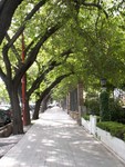 Les rues ombrages de Mendoza.
Veel van de straten zijn beplant met bomen, zoals hier in Mendoza.