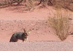 Un cousin local de notre renard.
De beste vergelijking is met een vos.