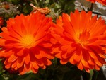 Encore des fleurs aux couleurs clatantes!
Fleurige bloemen in de straten van Bariloche.