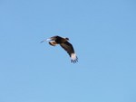 Non, ce n'est pas un condor, mais il tait dj pas mal grand!
Een grote vogel in de lucht!