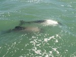 Des dauphins curieux viennent tourner autour de notre bateau.
Twee nieuwschierige dolfijnen die om onze boot heen zwommen.