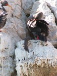 Cormorans gris.
Grijze Cormorans.