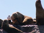 La dure vie d'un lion de mer.
Het leven is niet altijd makkelijk.