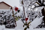 Roses d'hiver.