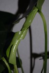 En voil une plante verte heureuse!
Allemaal nieuwe blaadjes aan onze nieuwe plant.