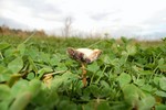 Champignon (comestible?)