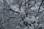La premiere neige.
De eerste sneeuwval.