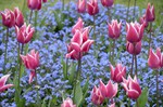 Morges, feest van de tulpen...