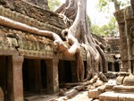 La jungle a repris ses droits, Ta Prohm bis