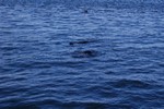 Buiten veel walvissen hebben we ook nog een groep zeehonden gezien.