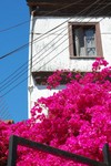 Et en plus, elles sont naturelles!
Zelfs de bloemen zijn fel gekleurd in Valparaiso.