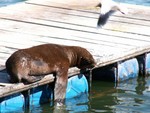 Un lion de mer trop fainant pour aller rcuprer les restes.
Sommige van de zeeleeuwen waren zelfs te lui om te bewegen als de vis zowat in hun schoot werd geworpen.