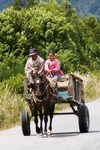 Grand-pre laisse sa petite-fille conduire.
Op sommige plekken in de wereld leer je op je tiende auto rijden en hier leer je een paard met wagen besturen.