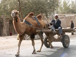 Les chameaux de la Bactriane sont toujours utiliss