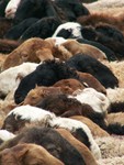 Moutons prts  la vente sur le marche dominical aux bestiaux de Kashgar