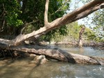 La mangrove du bord de mer