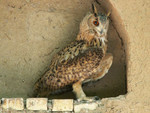 Chouette au parc des oiseaux  Esfahan