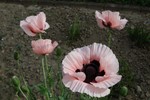 Papaver bloem