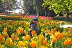 Morges, Tulip Festival.