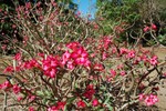 Des roses du dsert au jardin botanique de Darwin