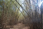Une fort de bambou  l'entre de Kakadu