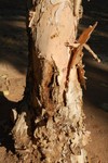 Le Paperbark, un arbre dont l'corce ressemble  du papyrus