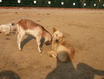 Une petite chvre pleine d'amour pour un chien endormi