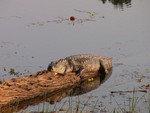 Un croco se dorant la pilule dans le Chitwan