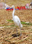 Un habitant des les flottantes.
Voeder showtje voor de toeristen.