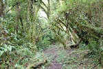 Le chemin pour aller  la chute passe vraiment par la jungle.
De wandeling naar de waterval is door de jungle.