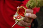 Une plante dj utilise au temps des Incas.
Met deze zaadjes maakten ze in de Inca tijd tekens op hun gezicht om te laten zien waar ze vandaan kwamen.