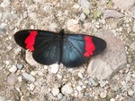 Sur le chemin...
Mariposa, butterfly, papillon...een vlindertje.