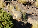 Un viscacha, sorte de lapin-cureuil.
Viscacha: een konijn-eekhoorn.