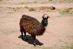 Au lieu de cloches, on met ici des pompons aux lamas.
Uhhhhhh...... wat zie ik daar?