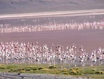 Flamands roses sur la Laguna Colorada.
Duizende rose flamingos.
