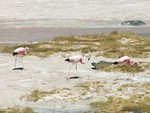 Flamingo encore