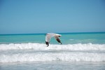 Une mouette  Cable Beach