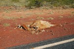 Il n'y a pas que les kangourous qui supportent mal les Road Trains. Ici, les restes d'une vache