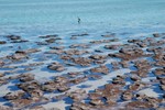 Les Stromatolites