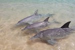 Les dauphins se prsentent chaques jours