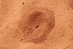 Une sortie de fourmi dans le sable rouge