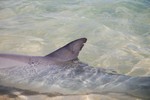 On reconnait les dauphins  leur nageoire dorsale