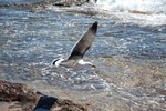 Une mouette que j'ai drange