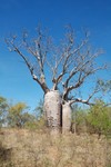 Les baobabs font leur apparition dans les forts