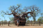 Baobab prison  Wyndham. Un vieux baobab creux qui fut utilis comme cellule pour des Aborignes dports.