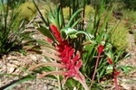 Kangaroo Paw, ou patte de kangourou, fleur emblme de WA