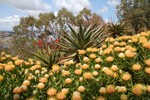 Jardin botanique au King's Park